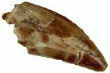 Serrated Raptor Tooth - Real Dinosaur Tooth #300894-1